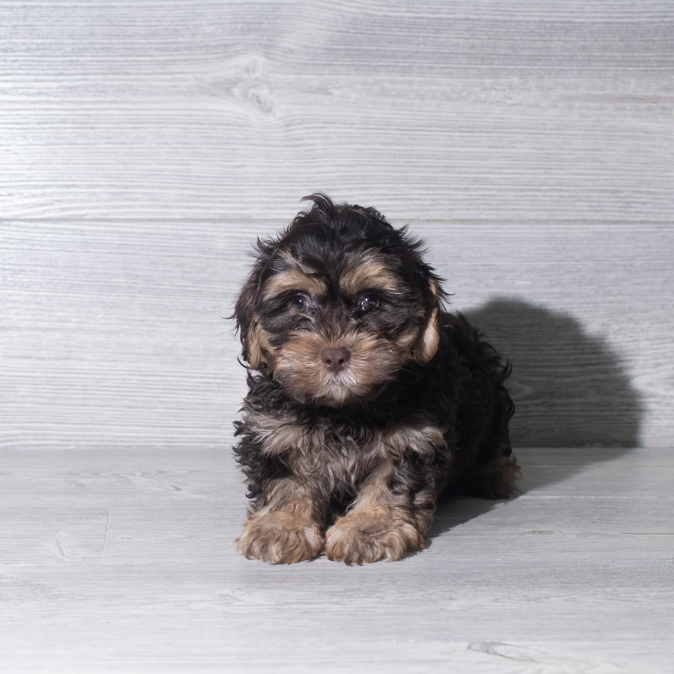 ShihPoo (F) 5975 Image #1