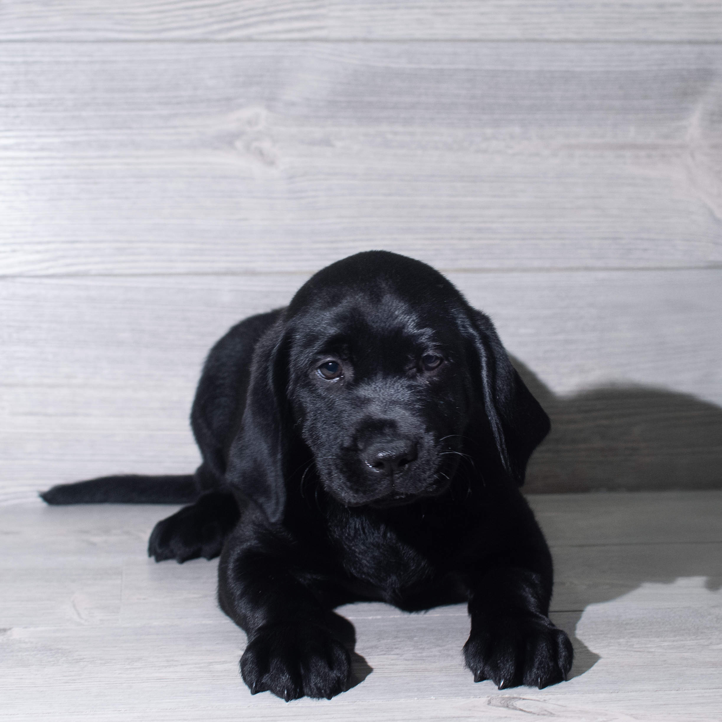 Labrador Retriever (F) 5977 Image #1