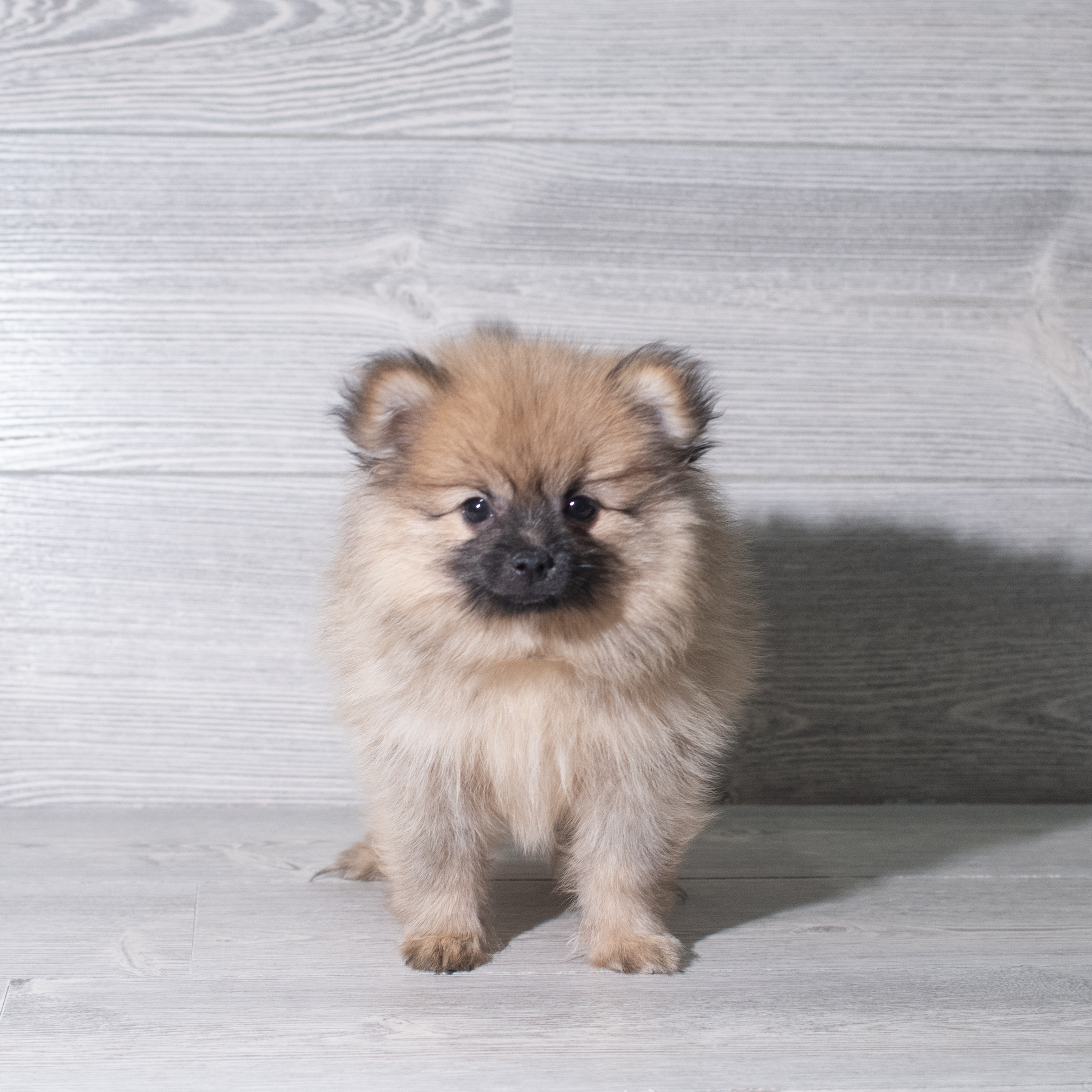 Pomeranian (M) 5972 Image #1