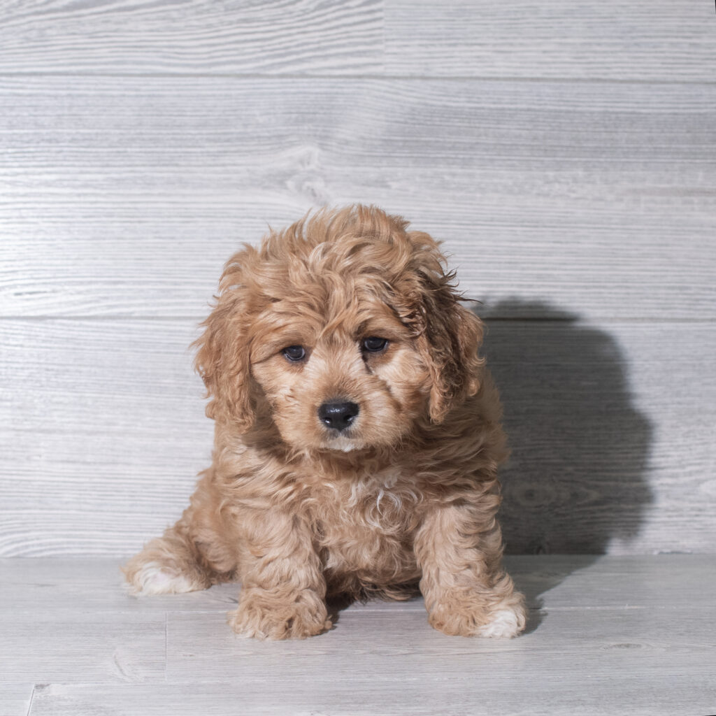 [#26942-03]  - Ruby M Cavachon Puppies for Sale