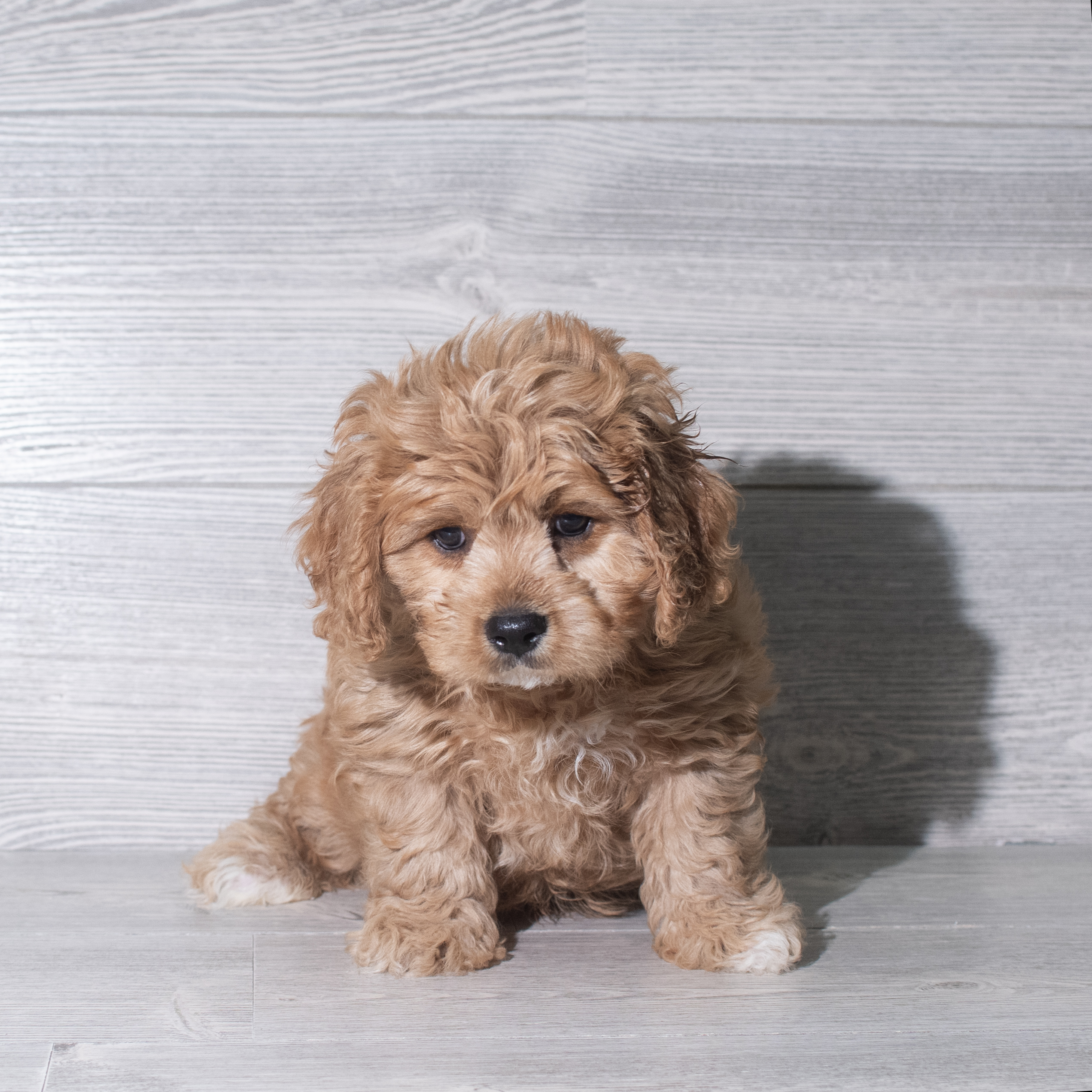 Cavachon (M) 5962 Image #1