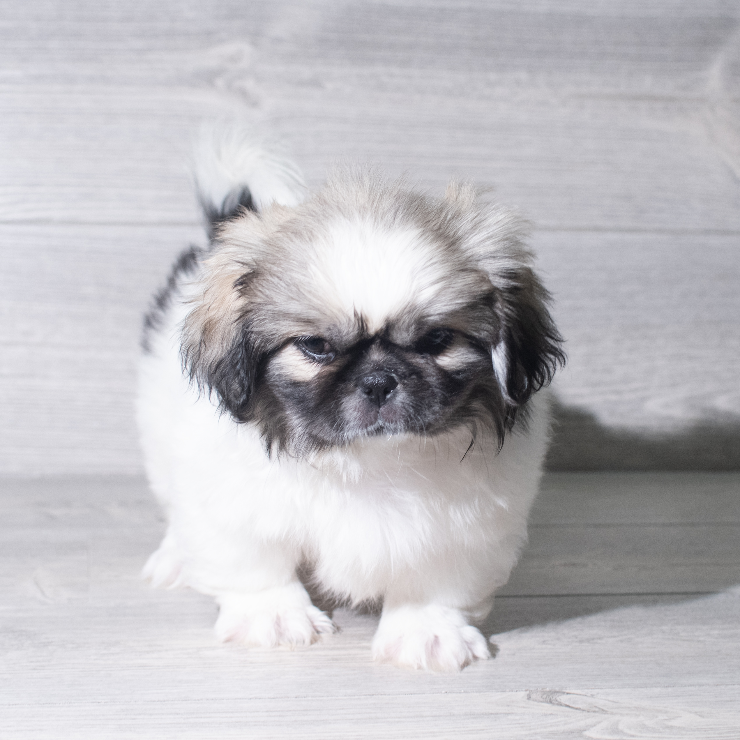 Pekingese (F) 5971 Image #1