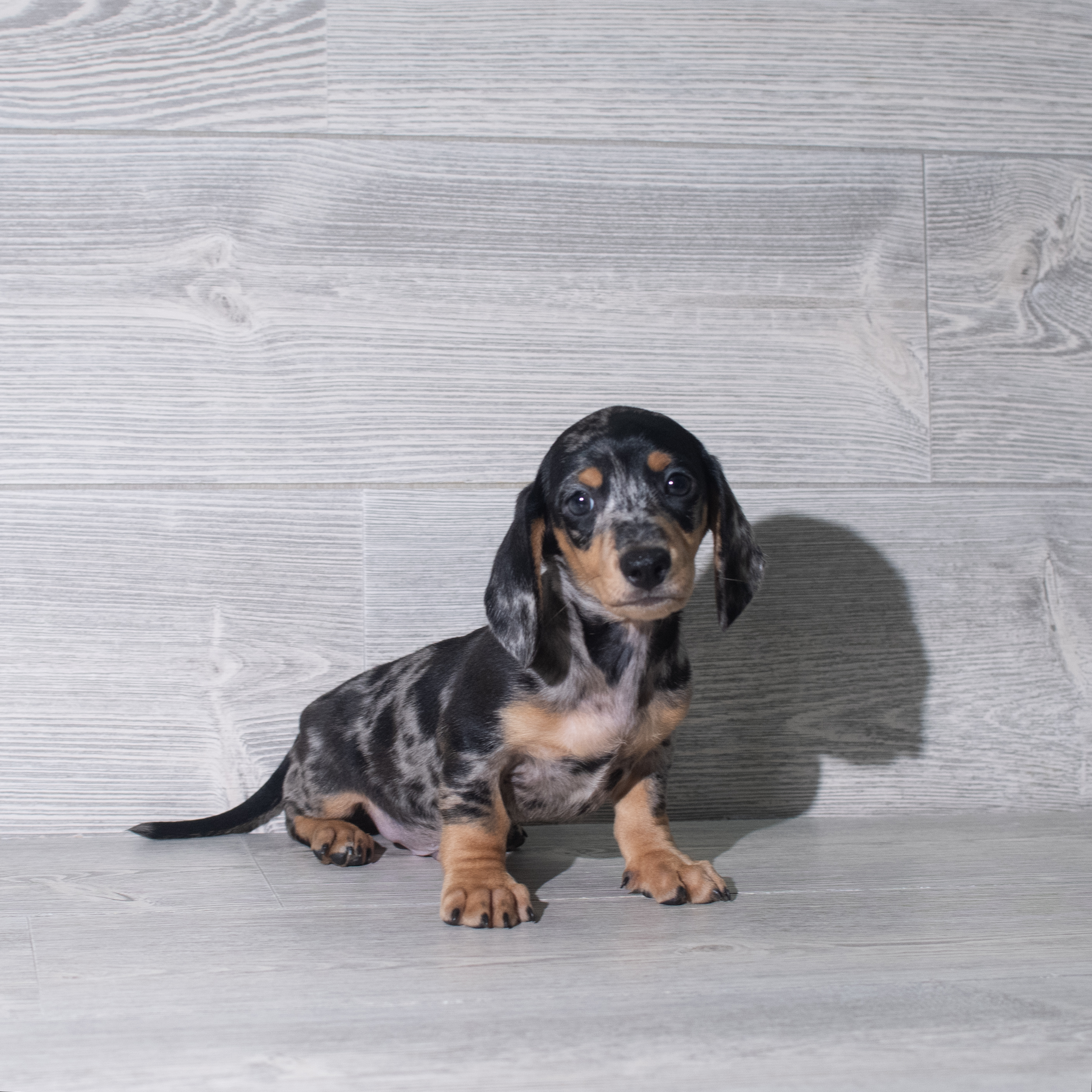 Dachshund (M) 5963 Image #1
