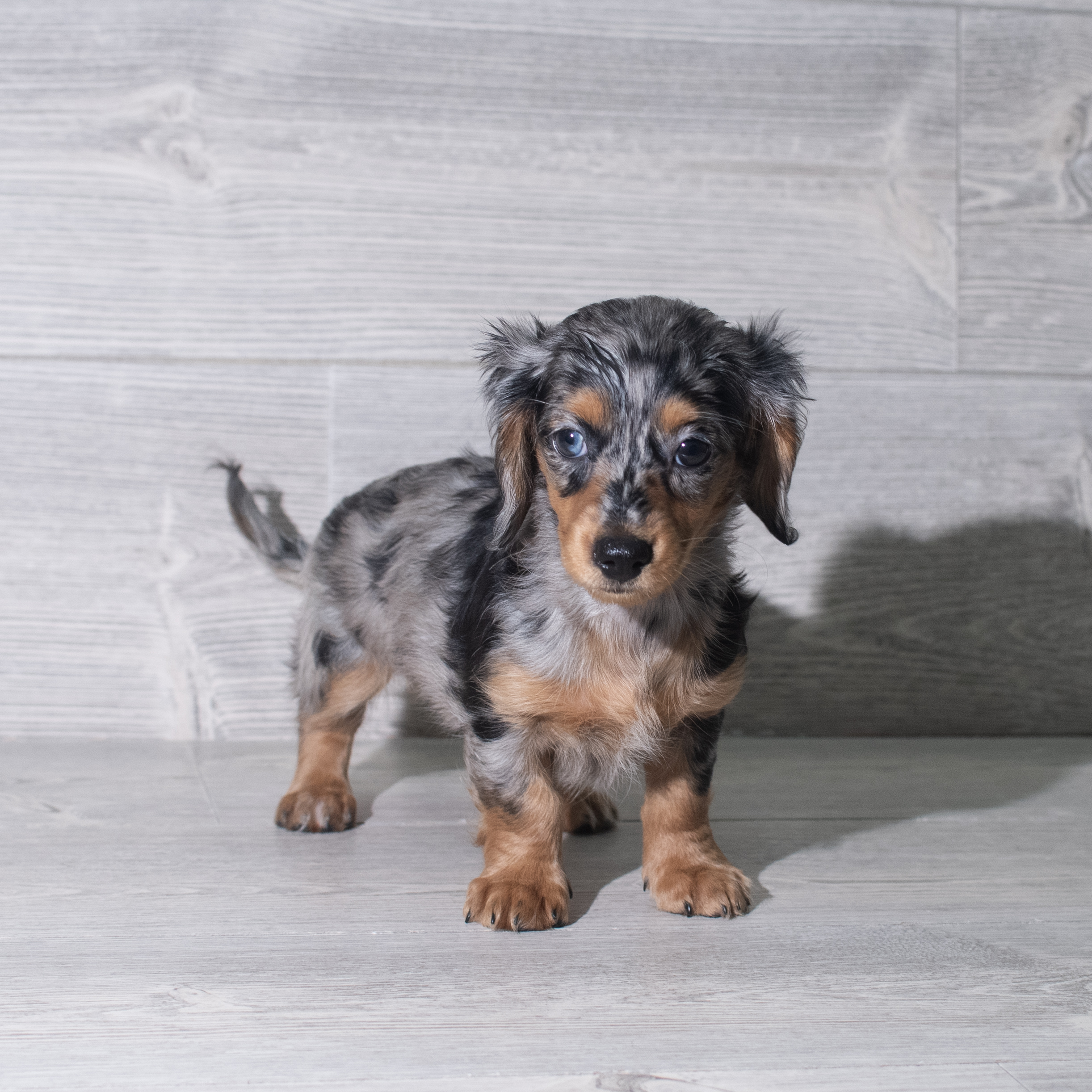 Dachshund (F) 5964 Image #1