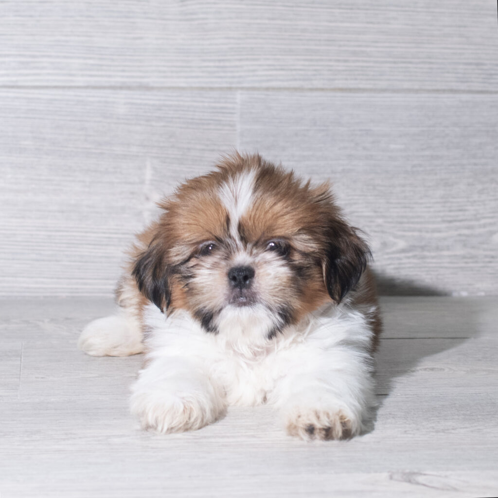 [#26901-03]  - Red / White M Shih Tzu Puppies for Sale