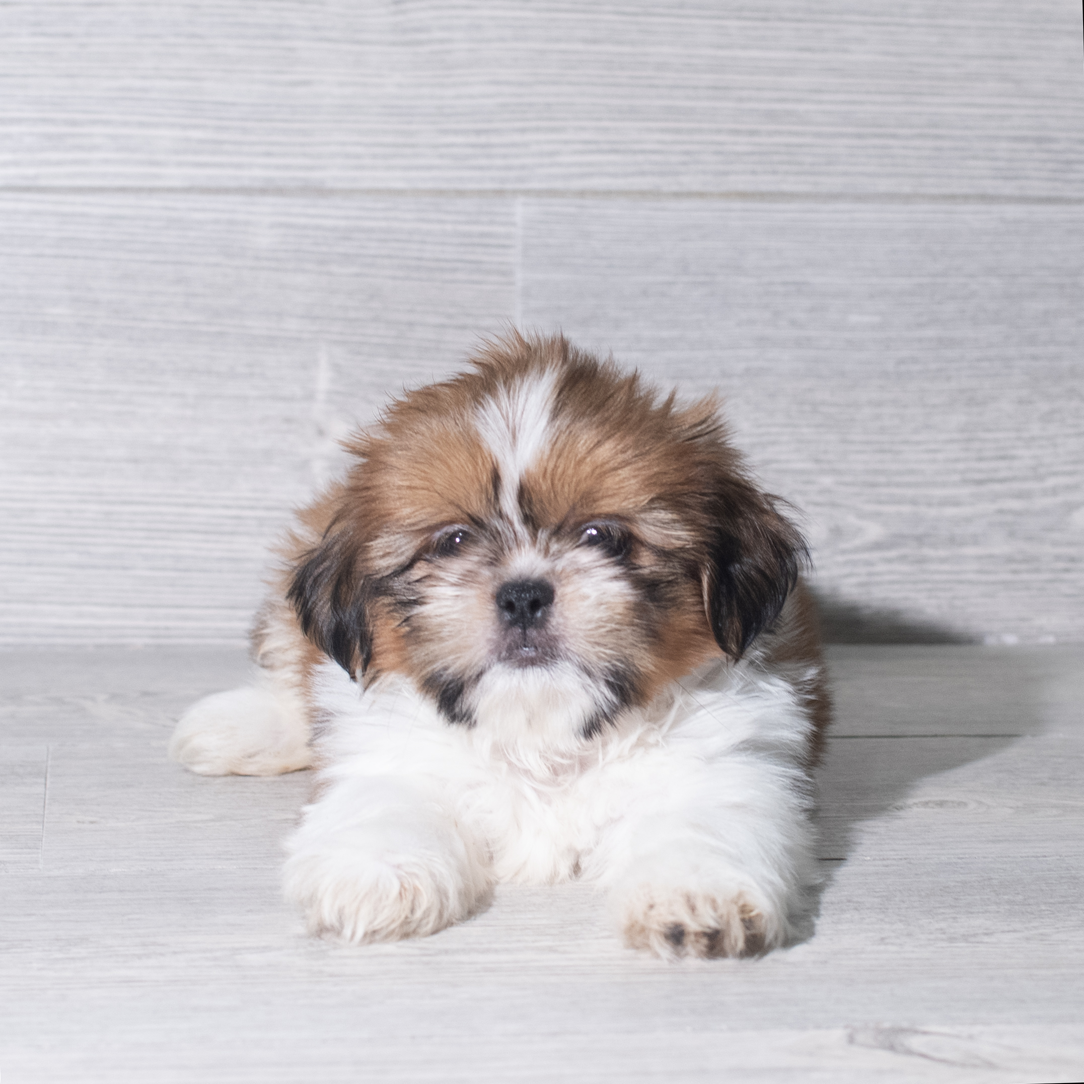 Shih Tzu (M) 5974 Image #1