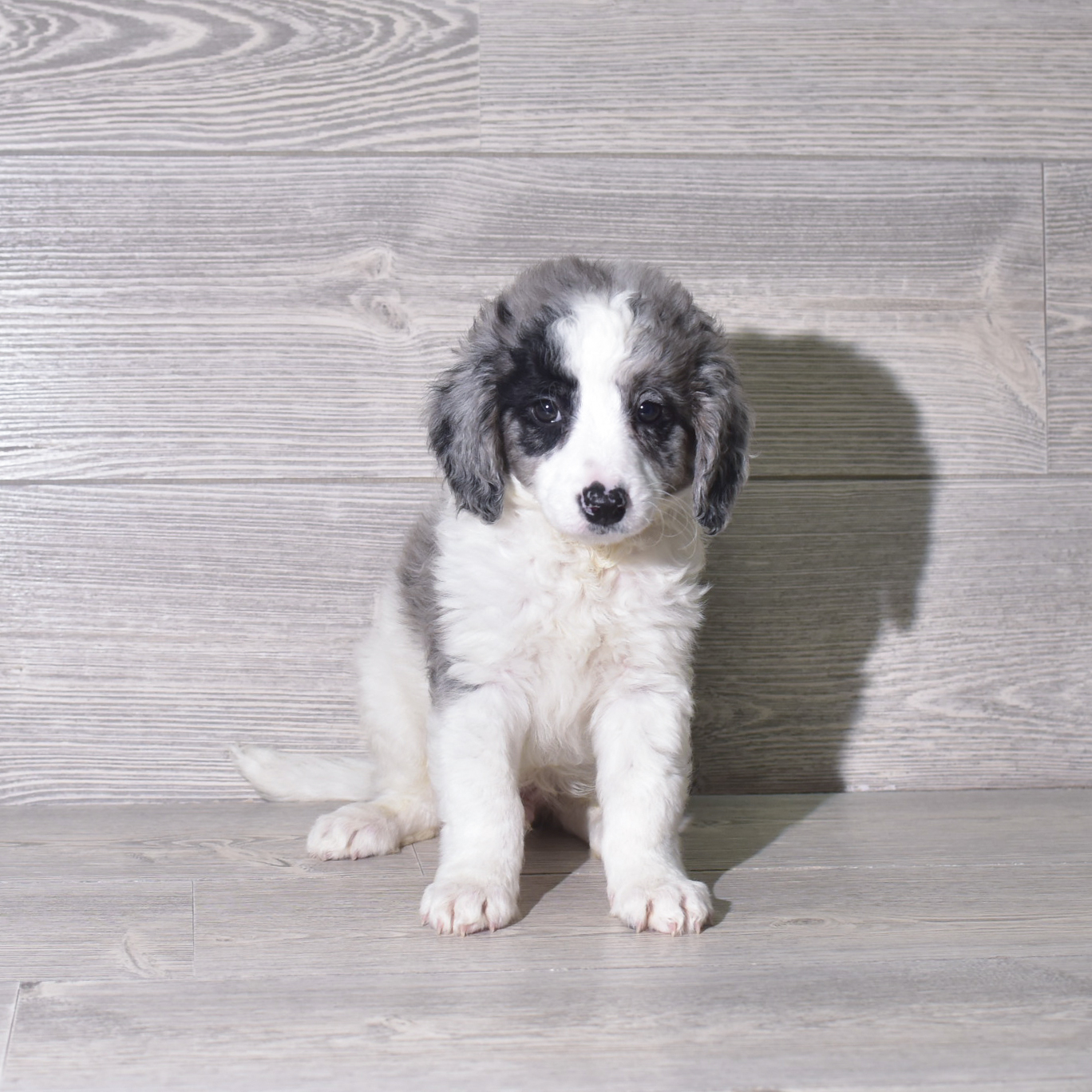 Bernedoodle Mini 2nd Gen (M) 5961 Image #1