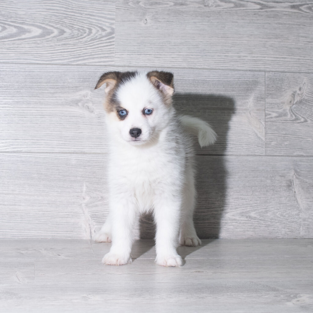 [#26919-03]  - Chocolate M Pomsky Puppies for Sale