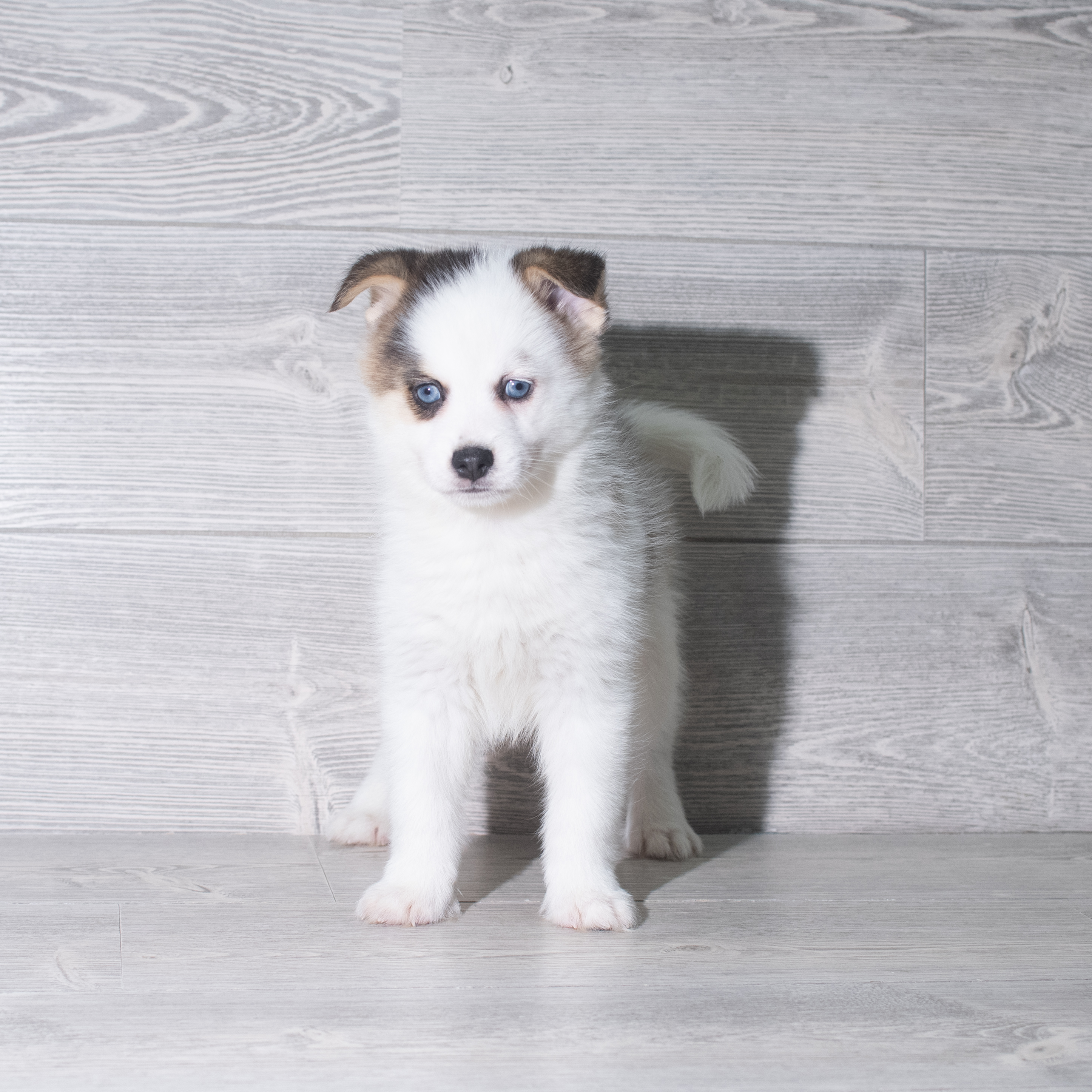 Pomsky (M) 5973 Image #1