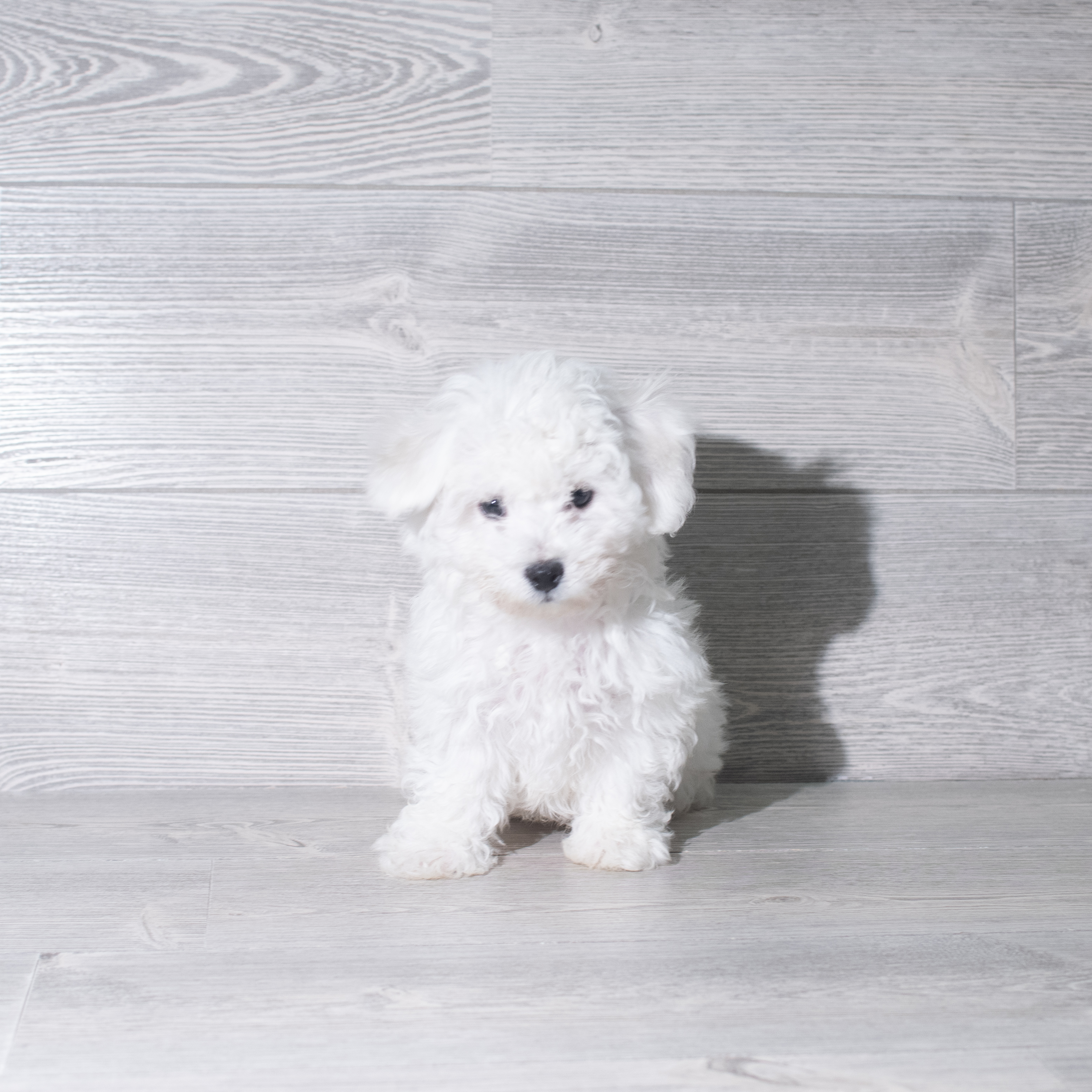 Bichon Frise (M) 5965 Image #1