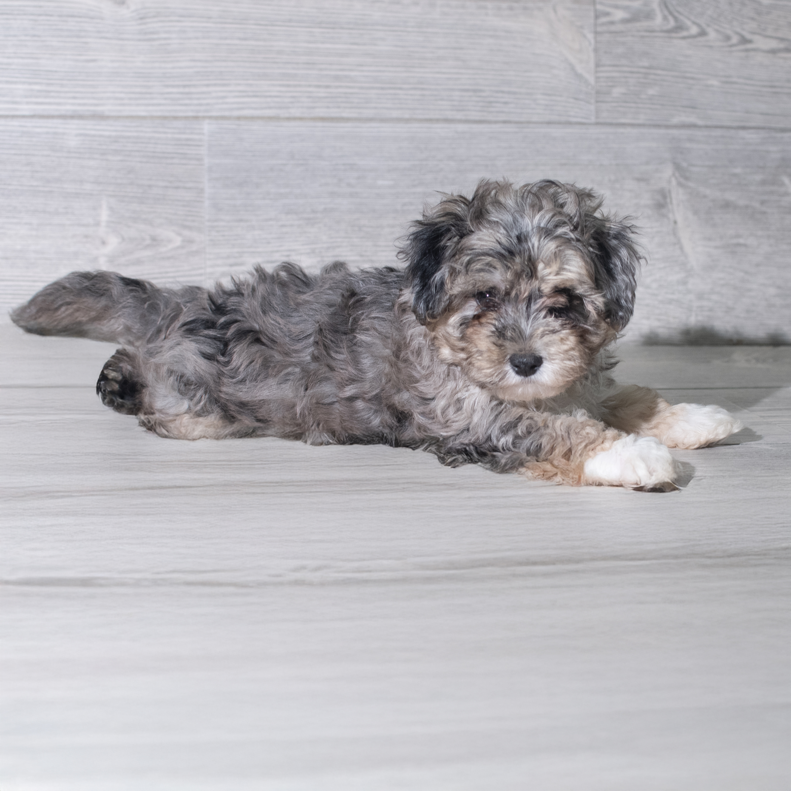Maltipoo (M) 5969 Image #1