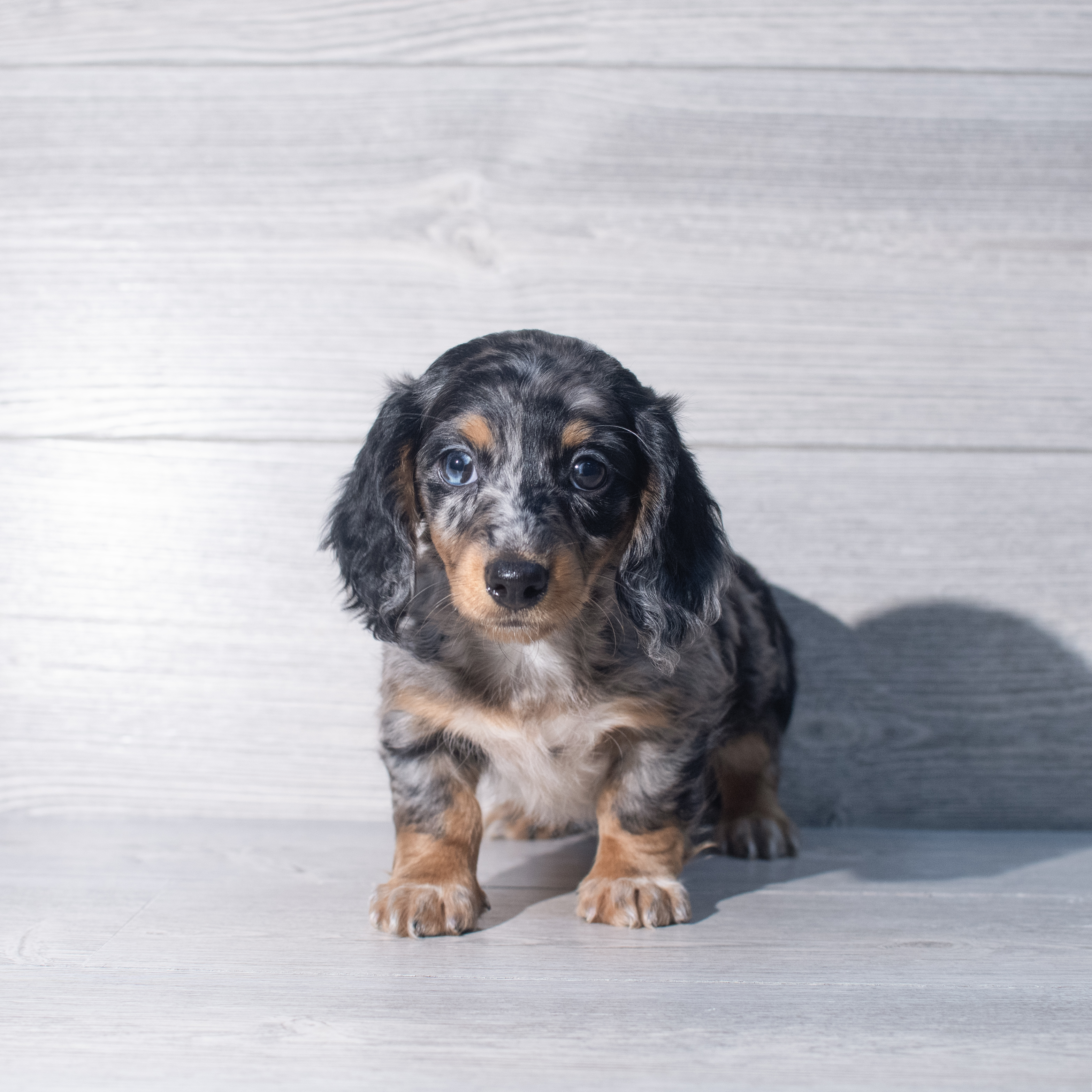 Dachshund (M) 2357 Image #1