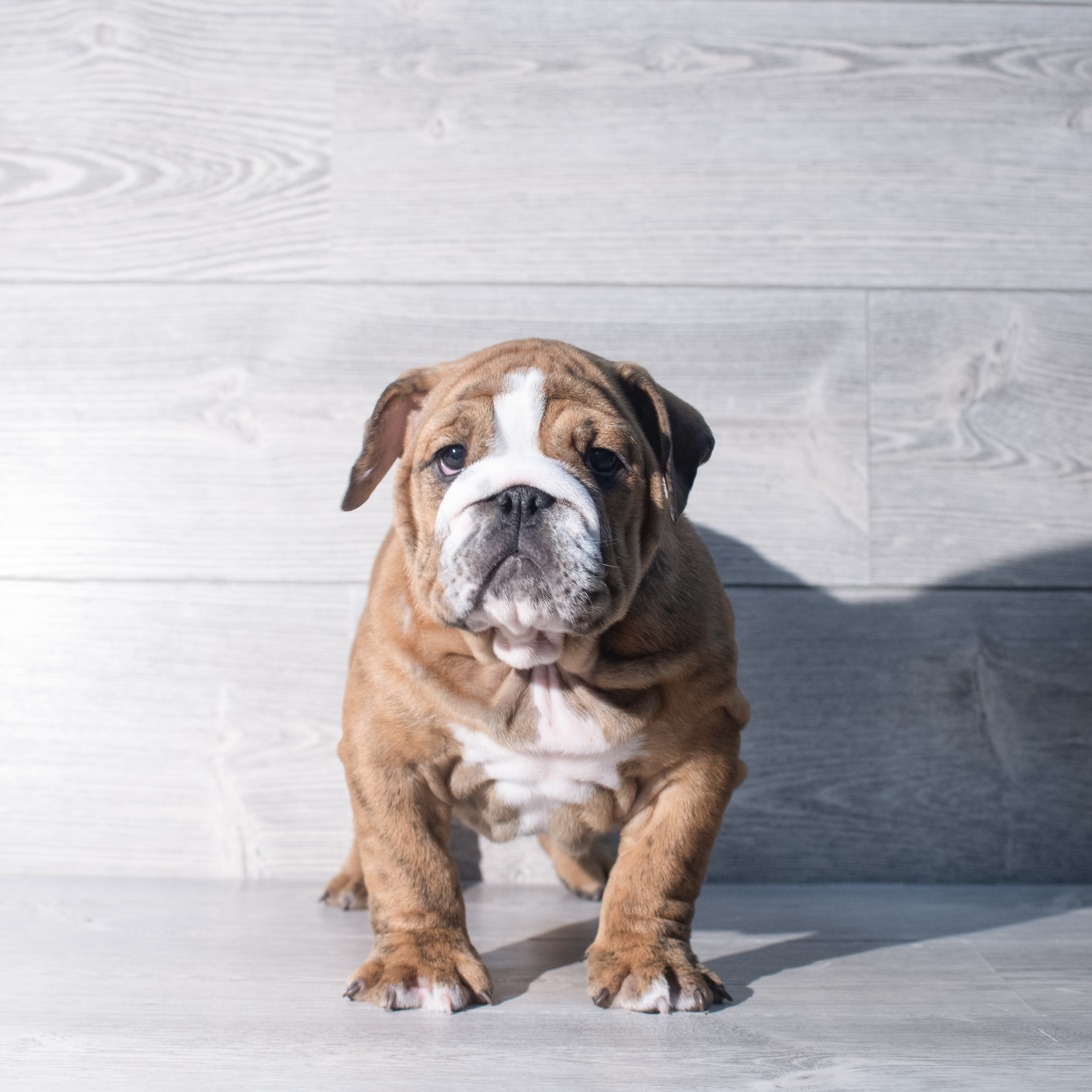 English Bulldog  (F) 2358 Image #1