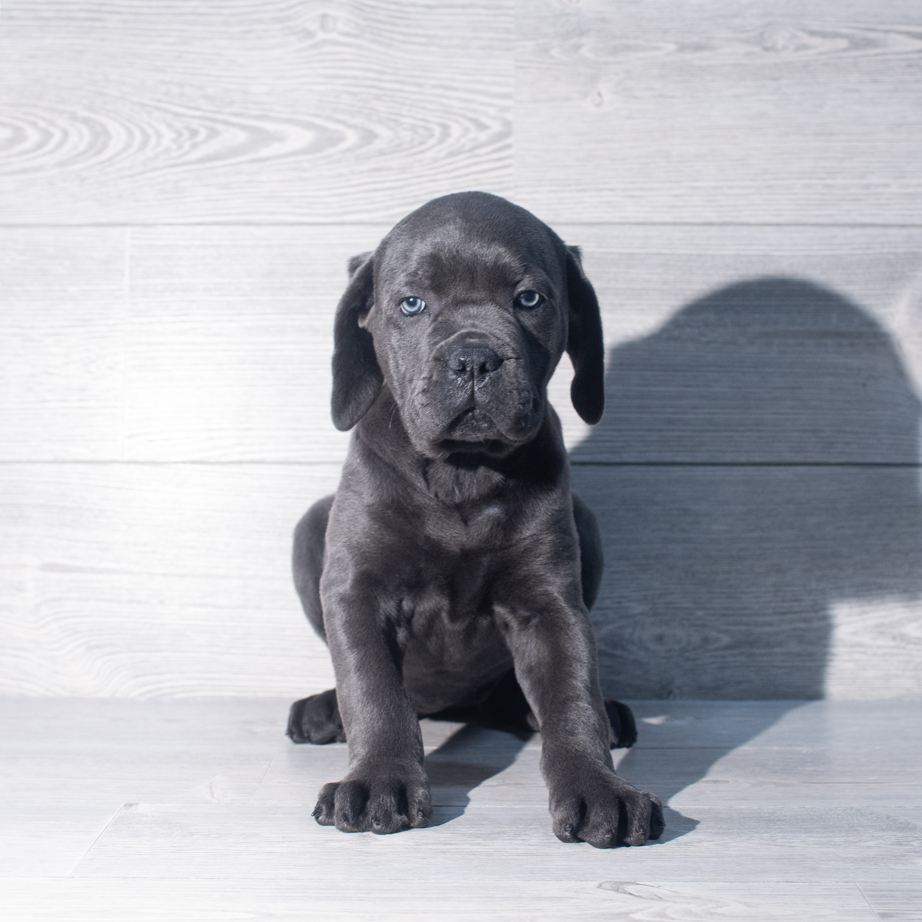 Cane Corso (F) 2359 Image #1