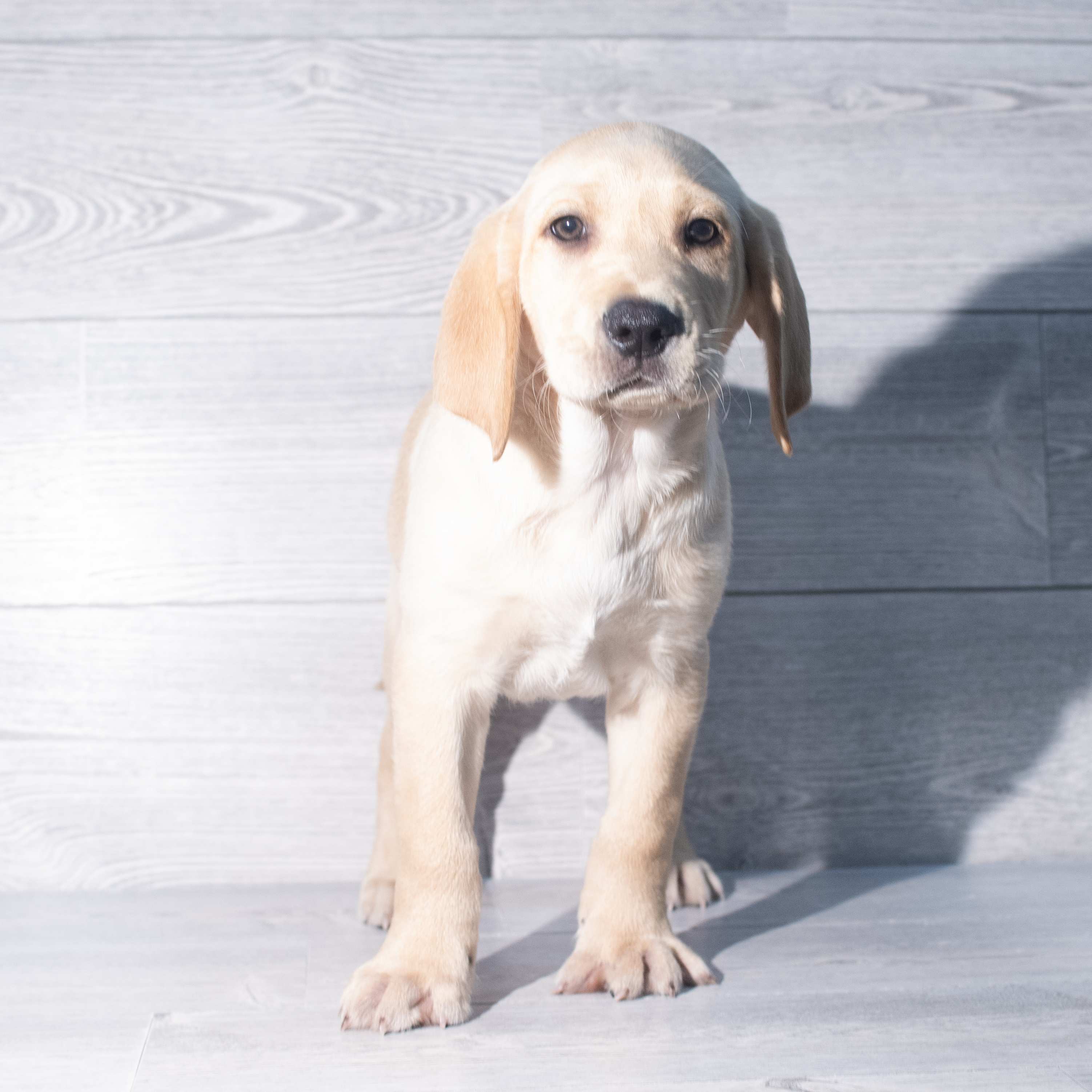 Labrador Retriever (M) 2360 Image #1
