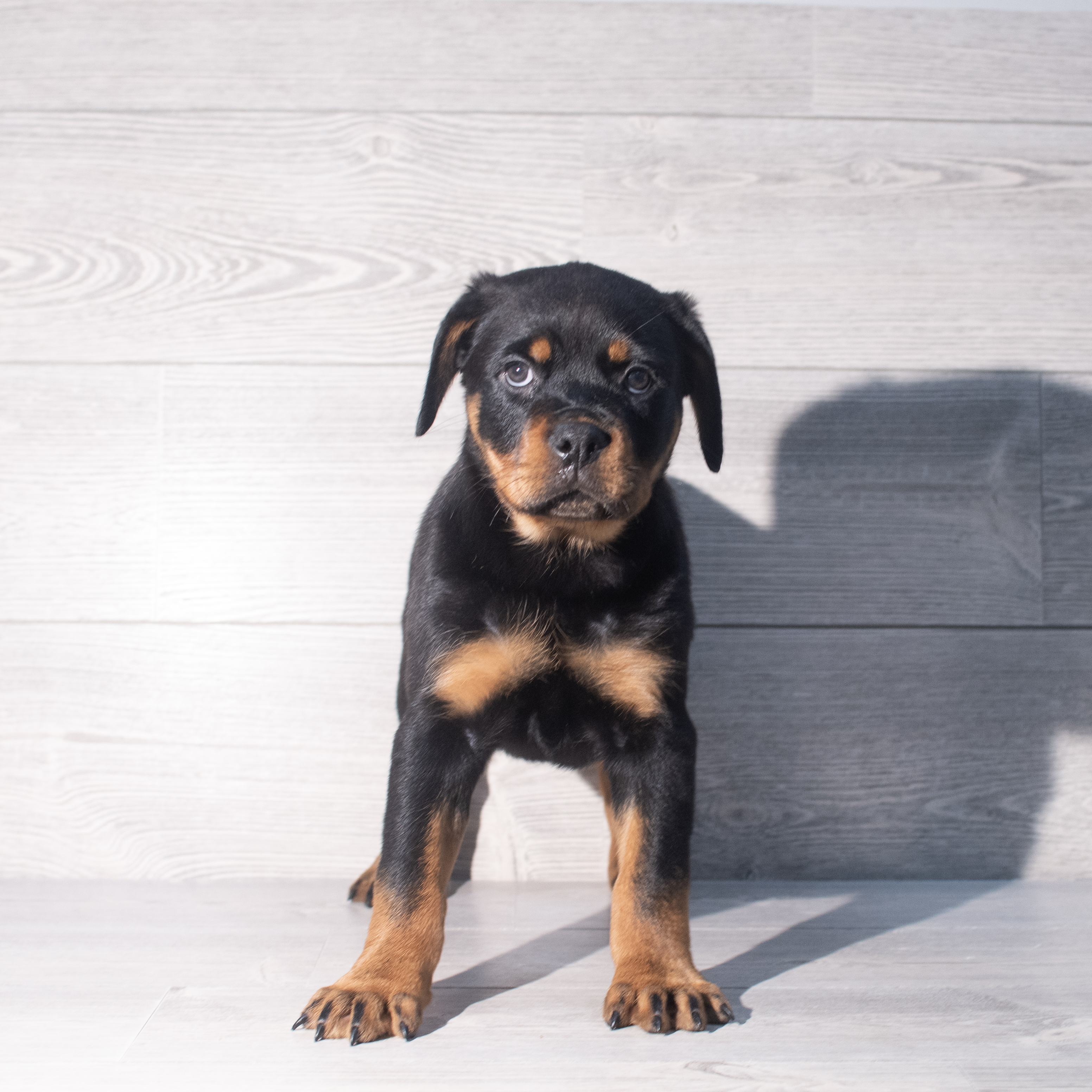 Rottweiler (F) 2348 Image #1