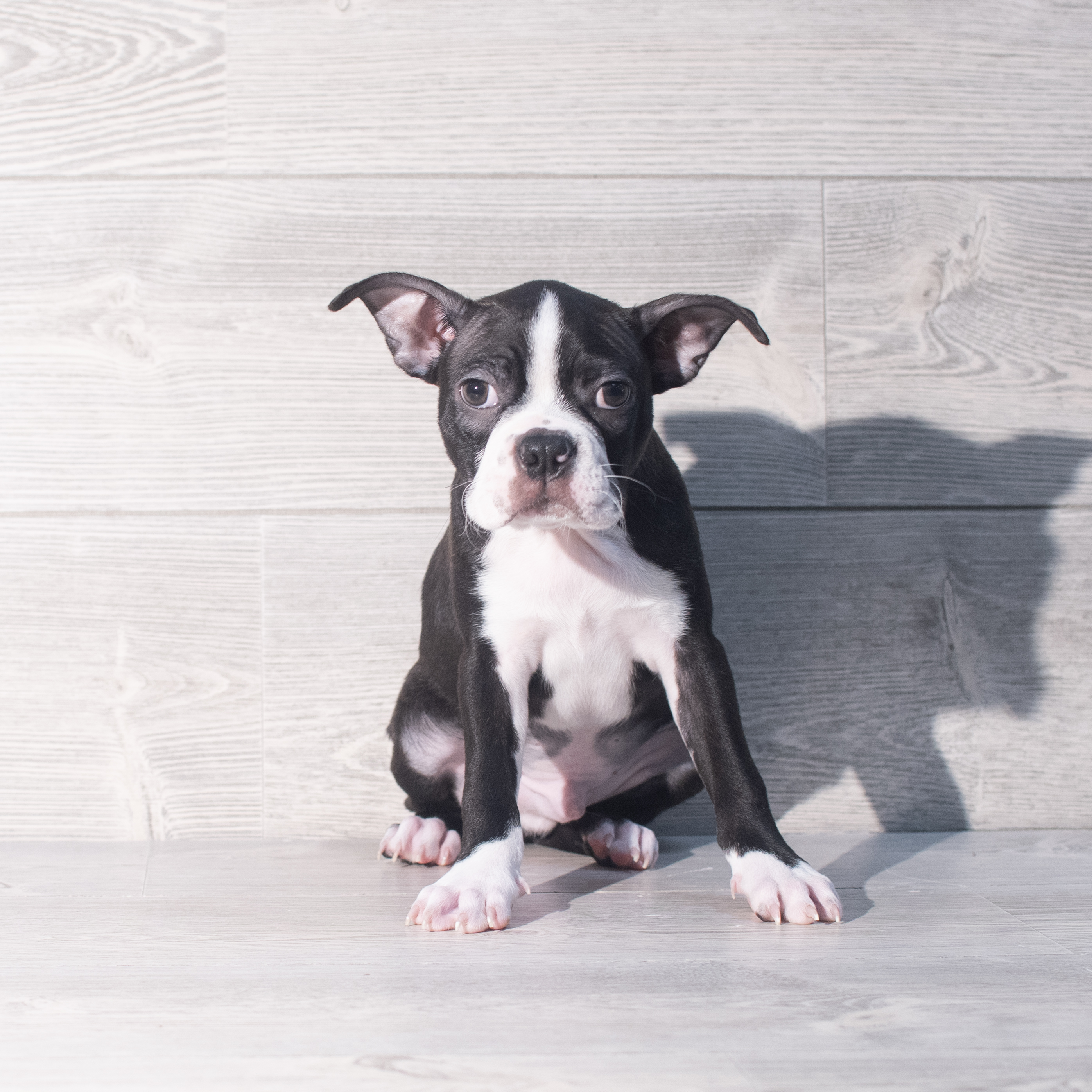 Boston Terrier (M) 2375 Image #1