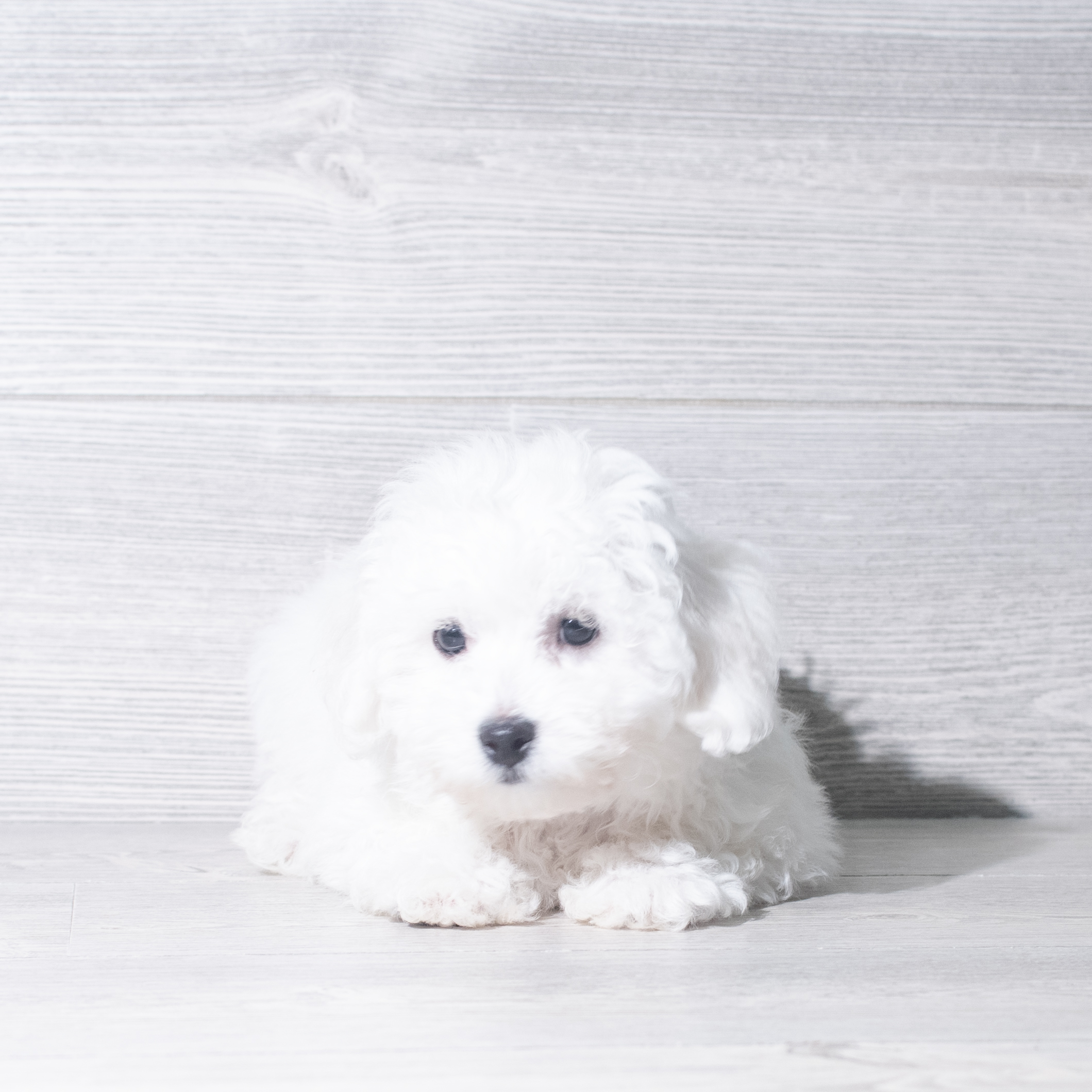 Bichon Frise (M) 5965 Image #1