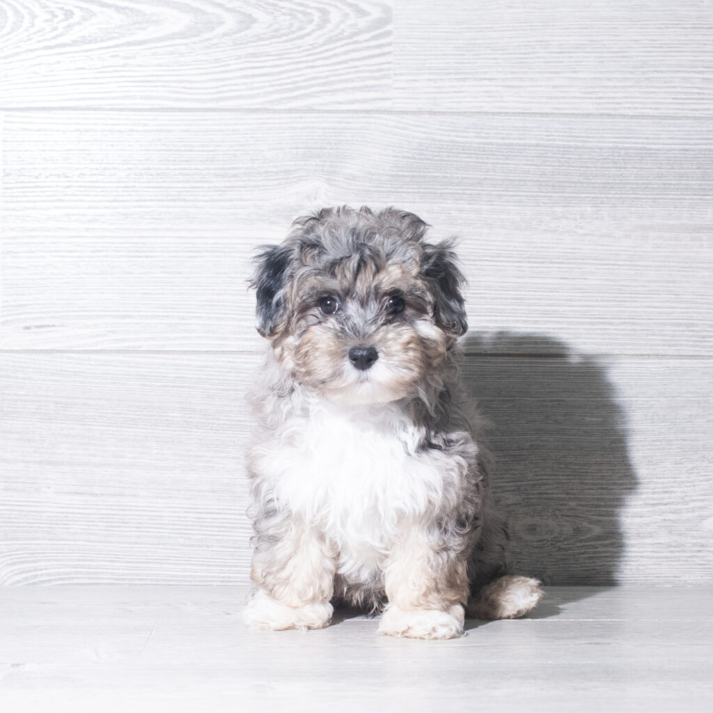 [#261051-01]  - Blue Merle M Maltipoo Puppies for Sale