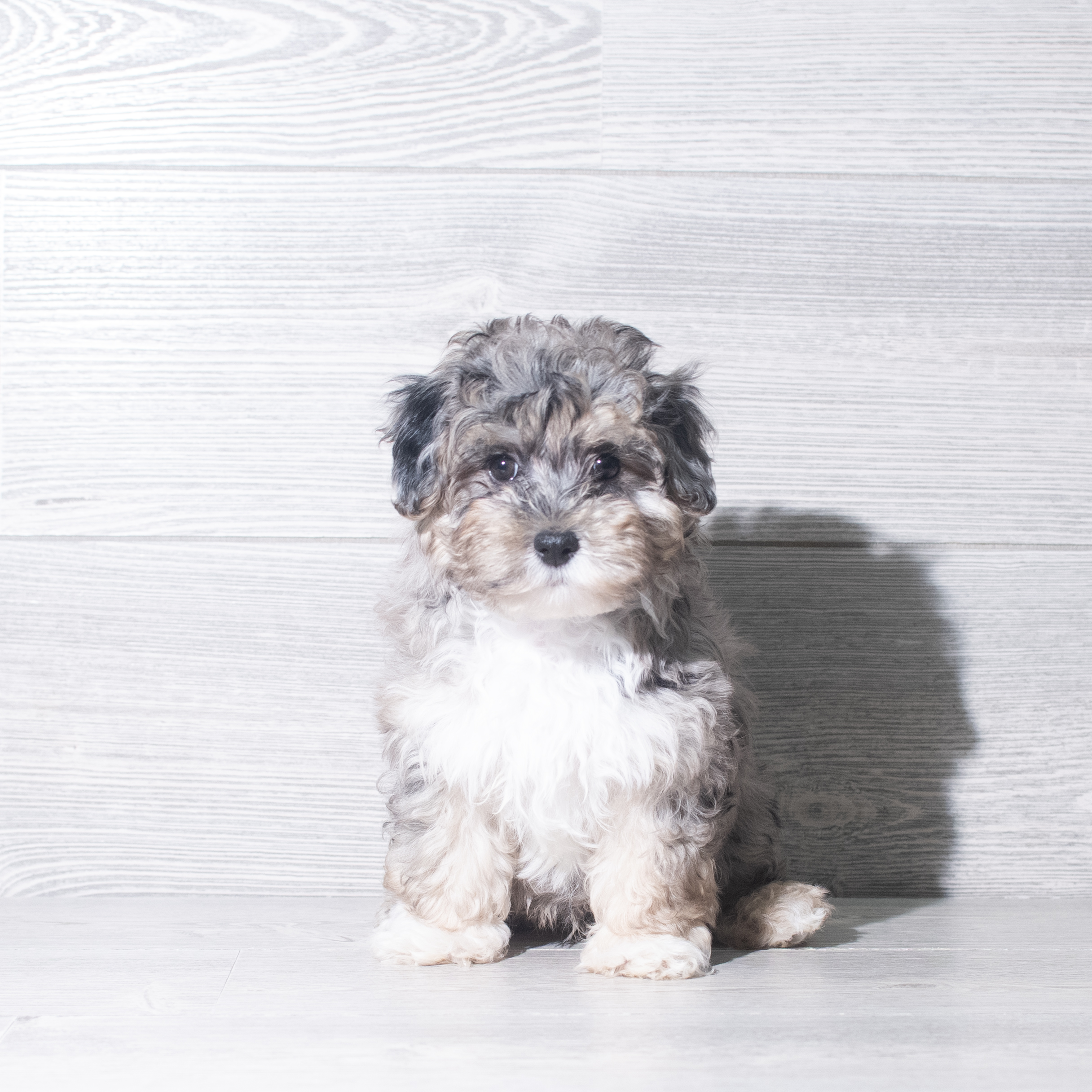 Maltipoo (M) 5969 Image #1