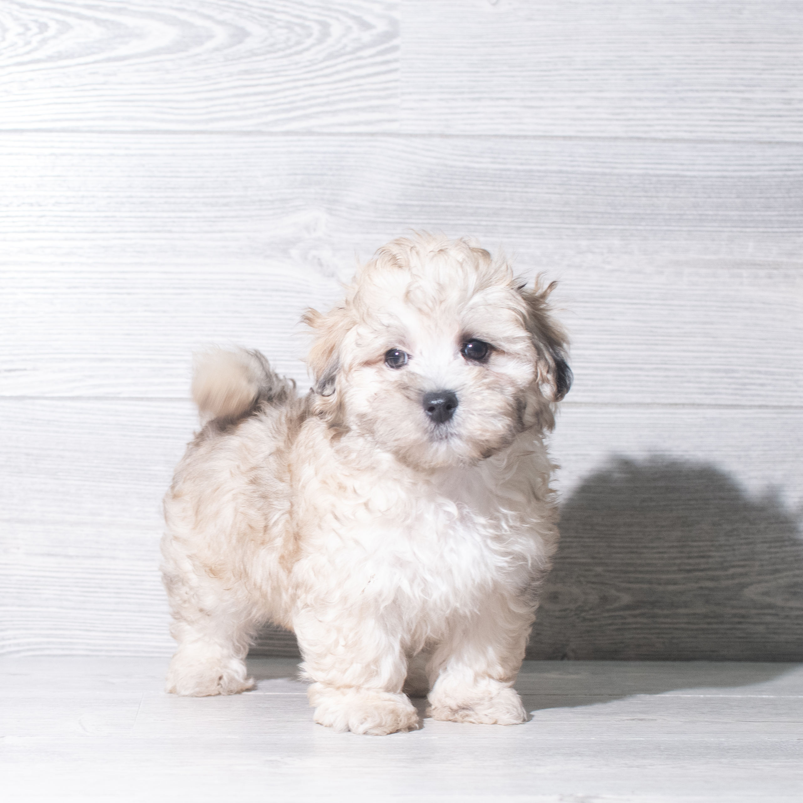 Maltipoo (M) 5970 Image #1