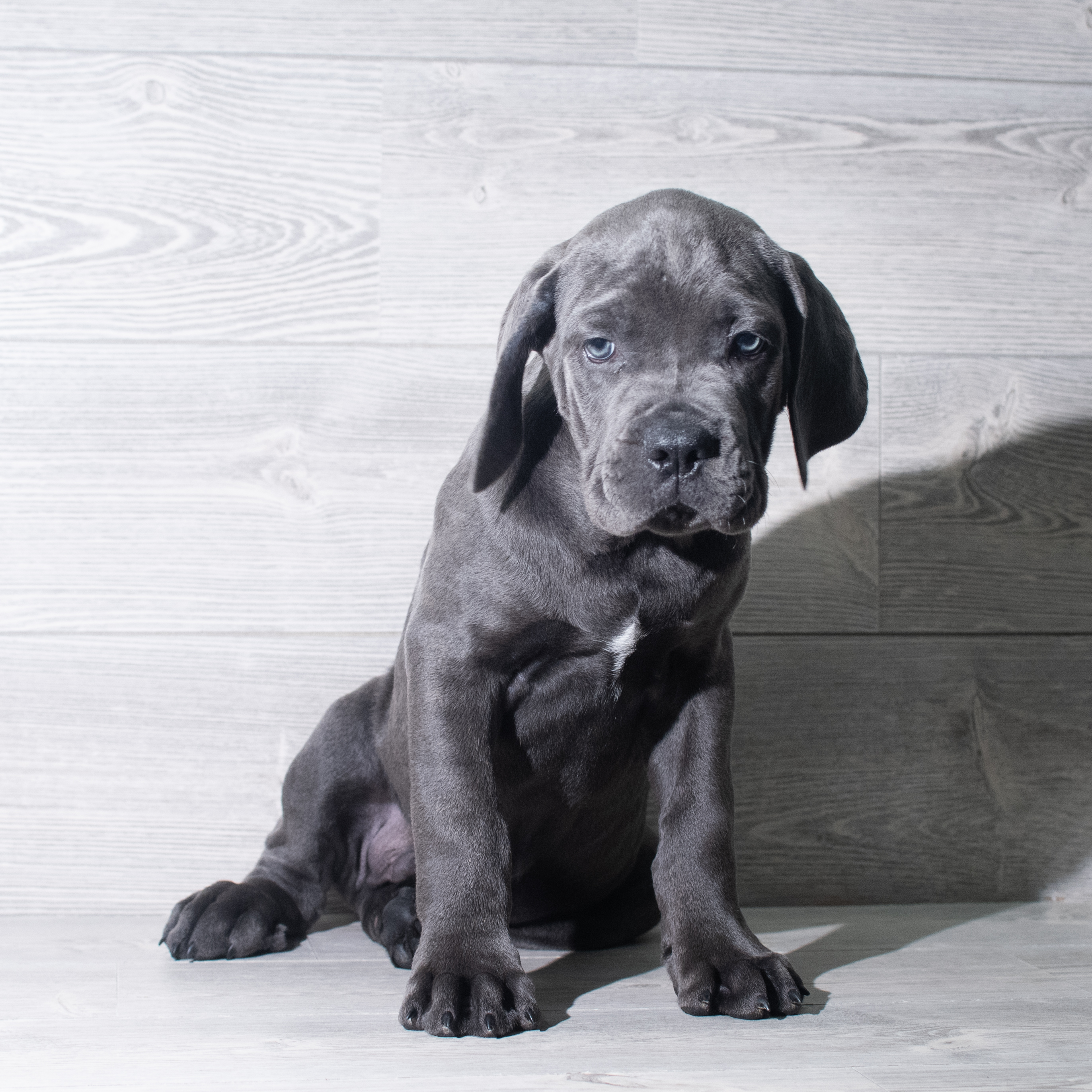 Cane Corso (M) 5968 Image #1