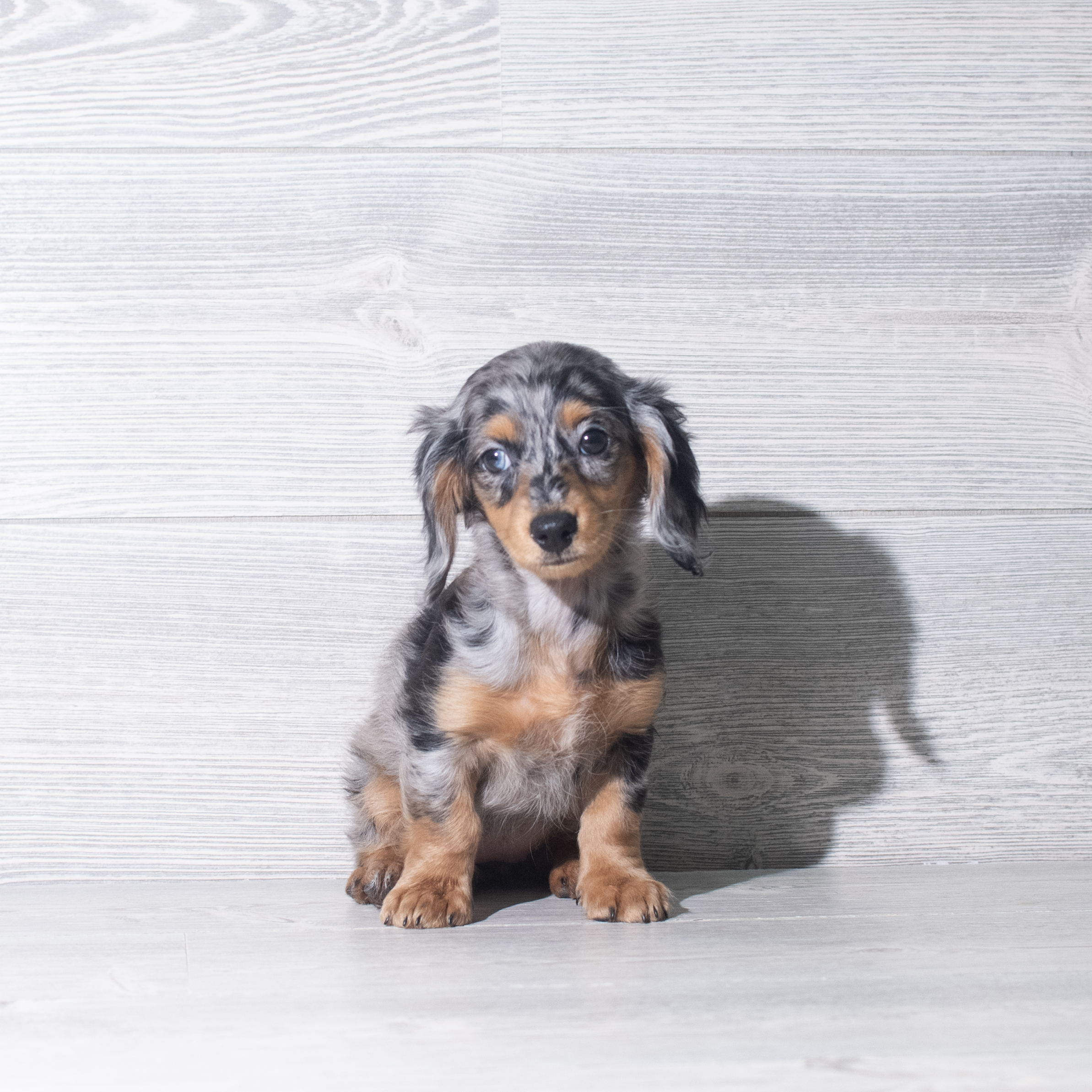 Dachshund (F) 5964 Image #1