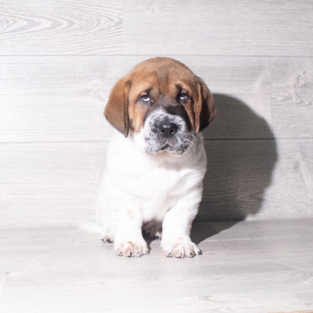 [#26116-07]  - Brindle F Walrus Puppies for Sale