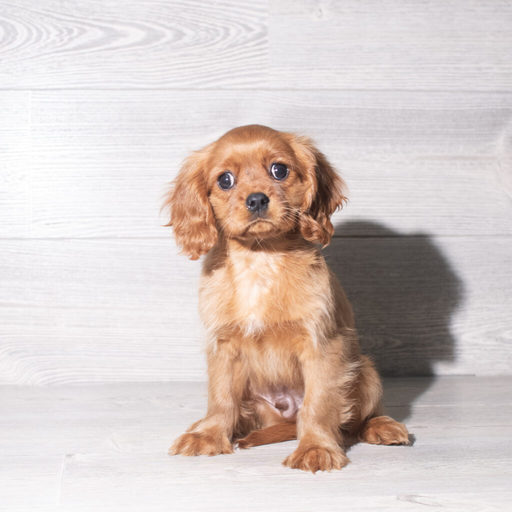 [#261019-02]  - Ruby M Cavalier King Charles Spaniel Puppies for Sale