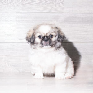 Petland Cleveland Pekingese puppy available