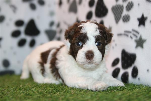 Havanese (M) 5978 Image #1
