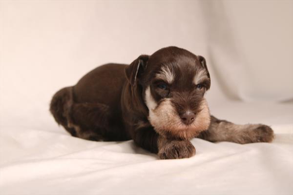 Miniature Schnauzer (M) 5997 Image #2