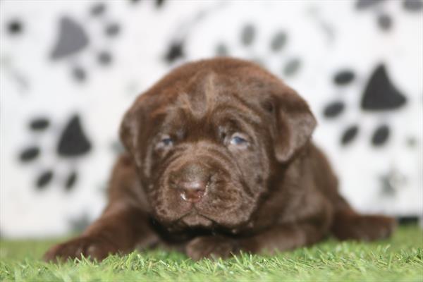 Labrador Retriever (M) 6019 Image #1