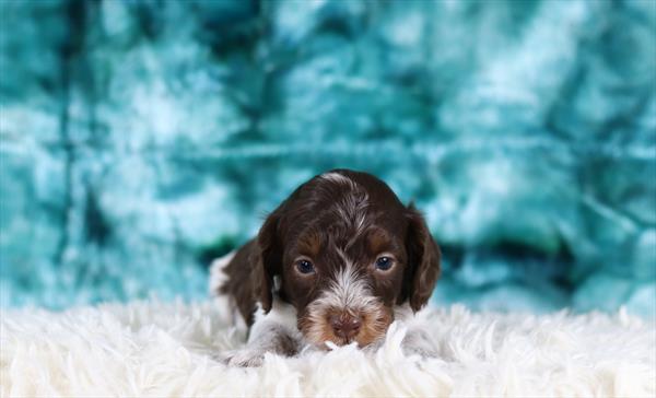 Doxiepoo (M) 6007 Image #1