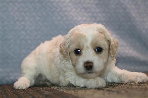Maltipoo (F) 2393 Image #1