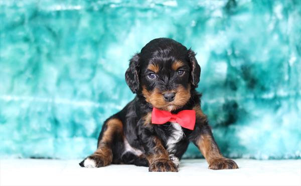 Cavapoo (M) 6008 Image #1