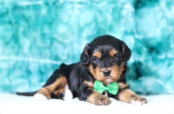 Cavapoo (M) 6009 Image #1