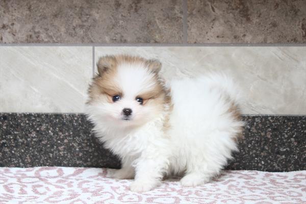 [#261208-01]  - Cream / White M Pomeranian Puppies for Sale