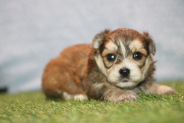 [#261007-03]  - Brown F Yochon Puppies for Sale