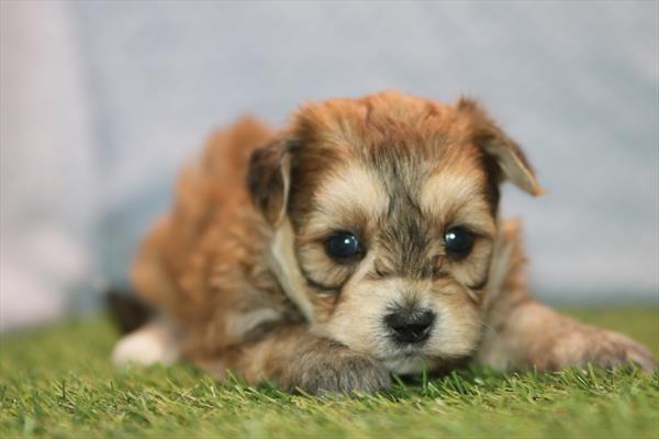 [#261007-02]  - Brown F Yochon Puppies for Sale