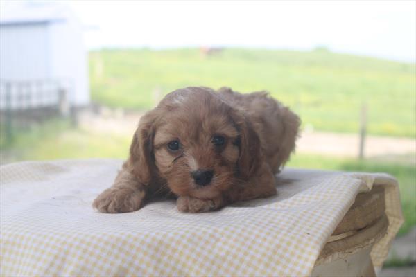 [#261239-02]  - Red M Cavapoo Puppies for Sale