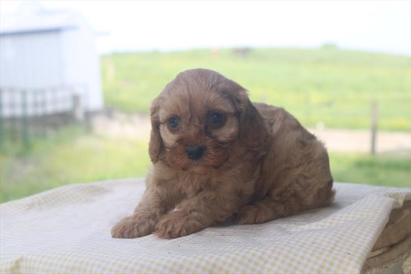 [#261239-03]  - Red M Cavapoo Puppies for Sale