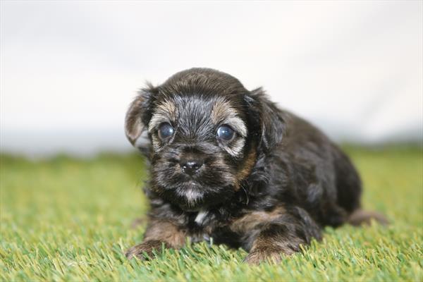 [#26989-01]  - Black / Tan M Poodle Toy/Yorkshire Terrier Puppies for Sale