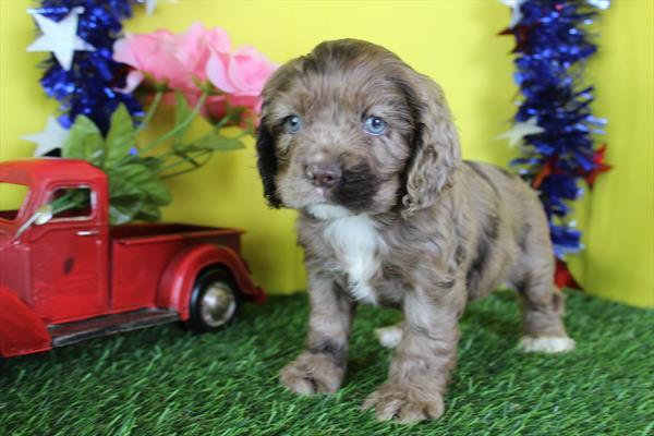 [#261075-07]  - Chocolate Merle F Cocker Spaniel Puppies for Sale