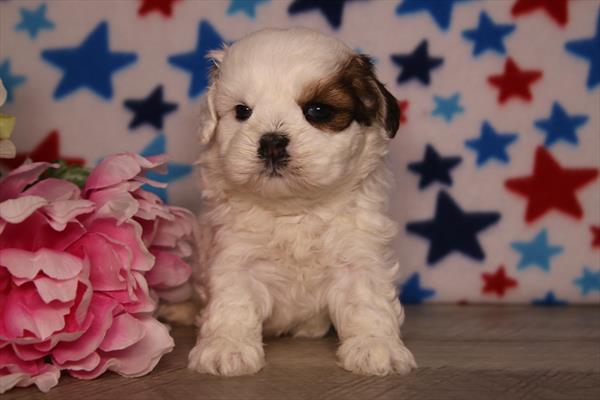 [#261106-05]  - White / Brown F Lhasa Apso Puppies for Sale