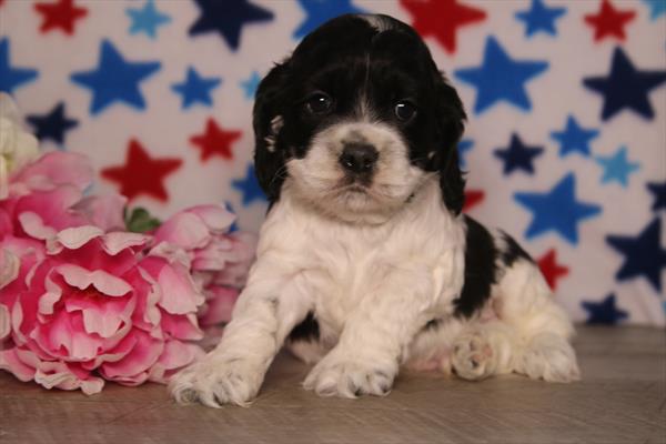 [#261103-01]  - Black / White M Cocker Spaniel Puppies for Sale