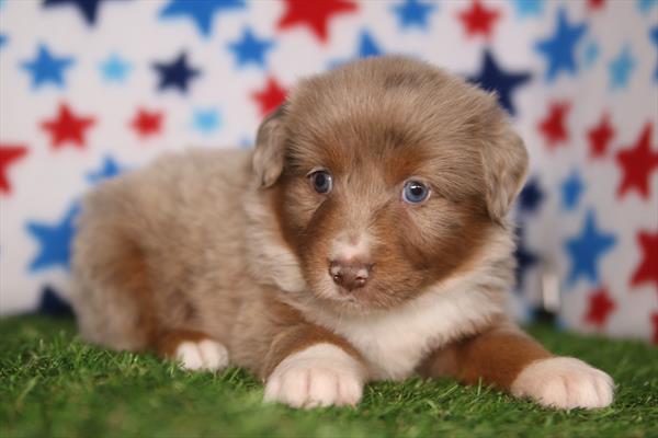 [#26151-06]  - Red Merle M Miniature Australian Shepherd Puppies for Sale
