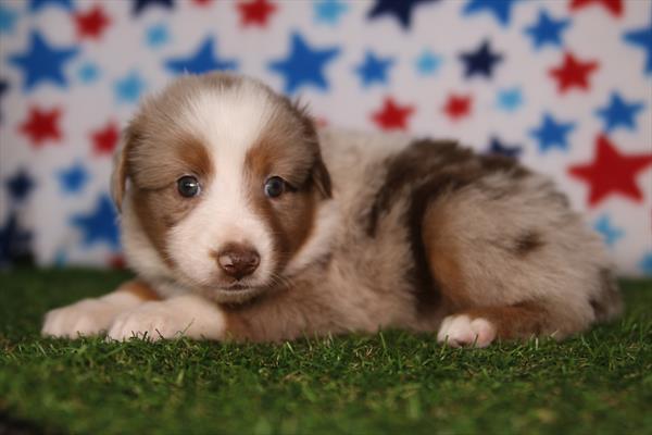 [#26151-05]  - Red Merle M Miniature Australian Shepherd Puppies for Sale