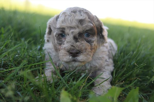[#26154-02]  - Chocolate Merle M Labradoodle Mini F1b Puppies for Sale