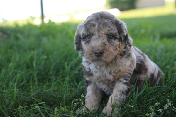[#26154-01]  - Chocolate Merle M Labradoodle Mini F1b Puppies for Sale